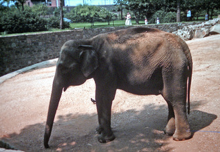 Philip E. Rosenberg slides -- zoo - Elephant