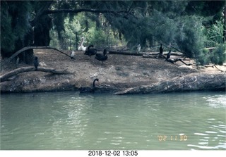 Philip E. Rosenberg slides -- Hawaii - flamingo birds`