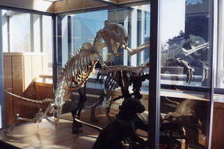 Princeton museum skeleton