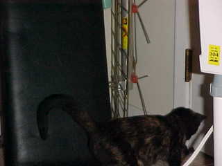 Brandon and Maria from behind - (cat)