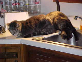 Brandon and Maria pawing the sink - (cat)