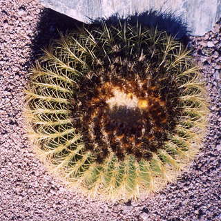 Big cactus, top view
