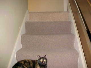 The rest of the way up the stairs.