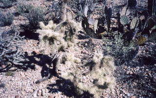 Cactus at Tucson Desert Museum