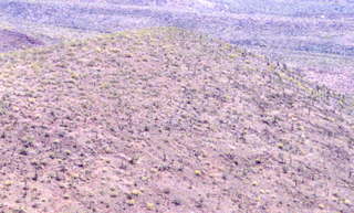 Saguaro cactus on hillside zoom