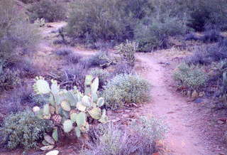 Lost Dog Wash prickly pear