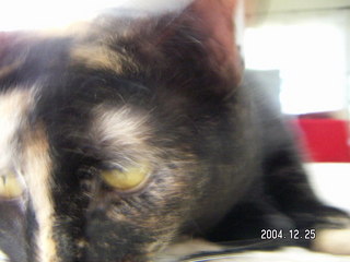 Maria - (cat)