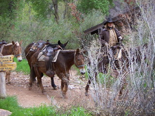 Grand Canyon -- mules at Indian Garden -- Bright Angel