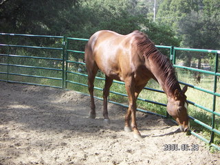 horse at Lee place