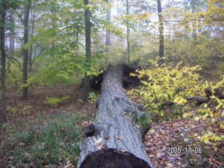 Pennypack Park -- foggy fall morning