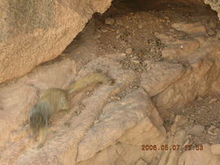 view from South Kaibab trail -- cute squirrel
