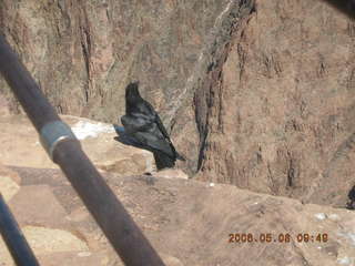 Plateau Point -- Mighty Colorado River -- Adam