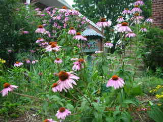 flags on Ben Franklin Parkway in Philadelphia