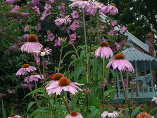 pretty flowers in Northeast Philadelphia