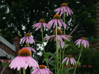 flags on Ben Franklin Parkway in Philadelphia