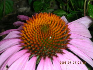 pretty flowers in Northeast Philadelphia