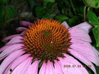 pretty flowers in Northeast Philadelphia