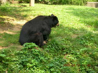 Philadelphia Zoo -- bear