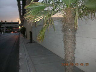 palm trees on narrow sidewalk on my morning run