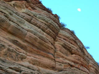 Zion National Park - Observation Point hike - Nancy and tree