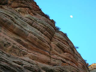 Zion National Park - Observation Point hike - Nancy and tree