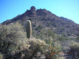 Bagdad run - saguaro cactus