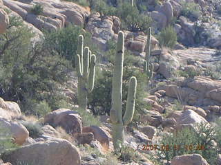Bagdad run - saguaro cacti