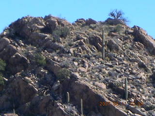 Bagdad run - saguaro cacti