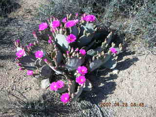 Bagdad run - prickly pear cactus in bloom