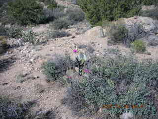 Bagdad run - prickly pear cactus in bloom