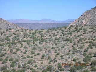 Bagdad run - prickly pear cactus in bloom