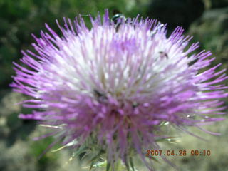 Bagdad run - prickly pear cactus flower close-up
