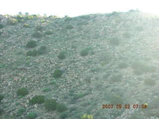 Bagdad run - close-up desert flower