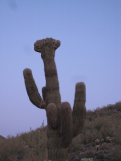 Sonia's pictures - crested saguaro at dawn - Lost Dog Wash