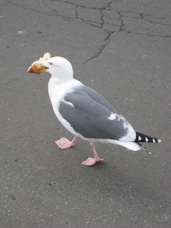 Sonia's U.S. pictures - San Francisco - bird