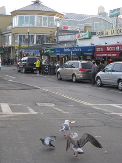 Sonia's U.S. pictures - San Francisco - seagulls in street