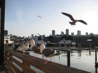 Sonia's U.S. pictures - San Francisco - seagulls