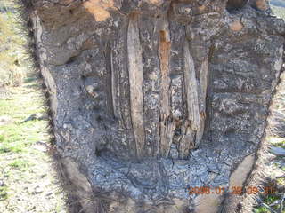 Lost Dog Wash - saguaro cactus 'bones'