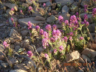 Lost Dog Wash in bloom