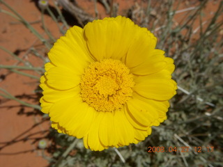 17 6gt. Snow Canyon - Butterfly trail - flower