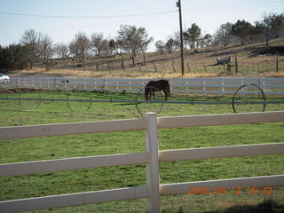 horse - run from Kathe's and Reggie's place in Central, Utah