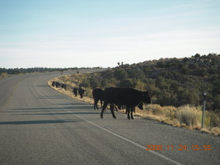 cows on the road to Canyonlands