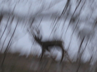 15 6qh. beth's Sunday zion-trip pictures - Zion National Park - artsy mule deer picture