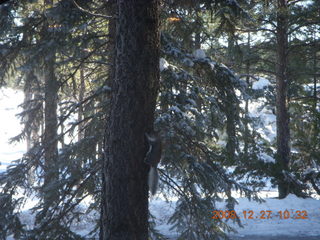 long-eared squirrel at Pine retaurant in Flagstaff