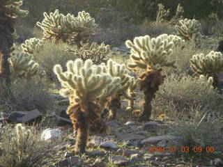 Bell + Windgate hike - glowing cholla
