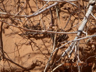 Arches National Park - Devil's Garden hike