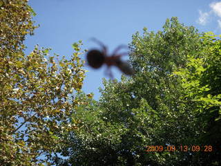 Philadelphia Zoo (blurry spider)