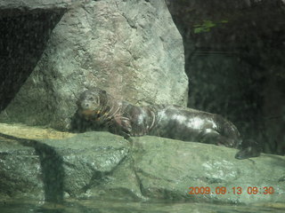Philadelphia Zoo - otter