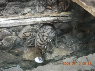 Philadelphia Zoo - bobcat