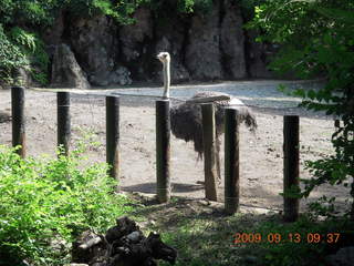 Philadelphia Zoo - osterich